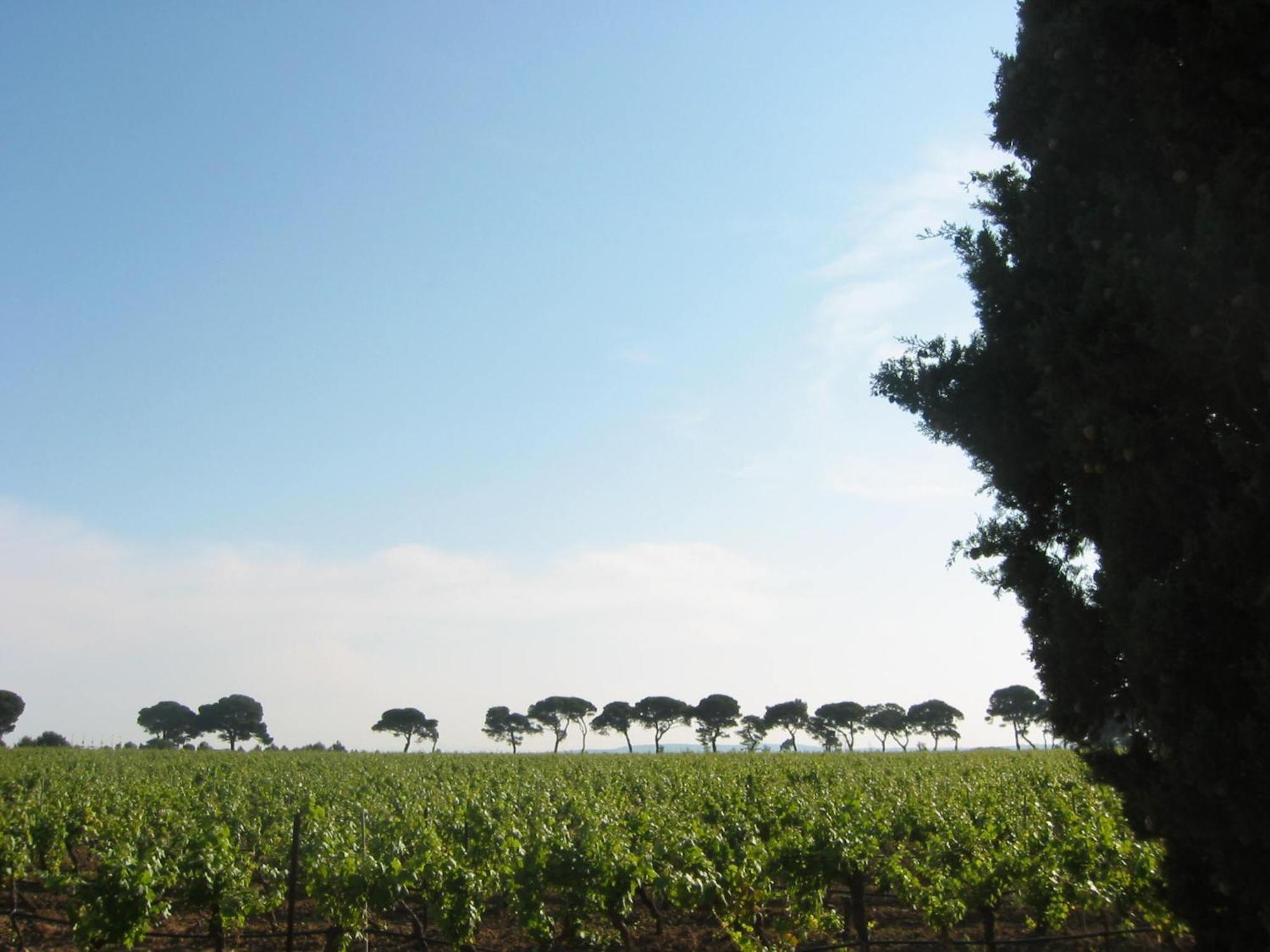 Domaine La Yole Wine Resort Vendres Eksteriør billede